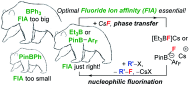 Graphical abstract: Developing organoboranes as phase transfer catalysts for nucleophilic fluorination using CsF