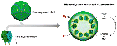 Graphical abstract: Synthetic engineering of a new biocatalyst encapsulating [NiFe]-hydrogenases for enhanced hydrogen production