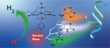 Graphical abstract: Peripheral nucleic bases boost H2 production by synthetic molecular catalysts in acidic water