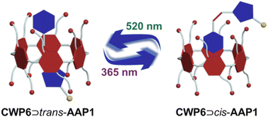 Graphical abstract: Arylazopyrazole as a photo-switch for controllable self-assembly of pillar[6]arene-based supramolecular amphiphiles