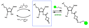 Graphical abstract: Efficient post-synthesis incorporation and conjugation of reactive ketones in RNA via 2′-acylation