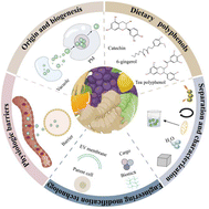 Graphical abstract: Engineered plant extracellular vesicles for natural delivery across physiological barriers