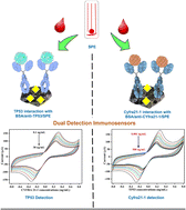 Graphical abstract: Disposable paper-based screen-printed electrochemical immunoplatform for dual detection of esophageal cancer biomarkers in patients' serum samples