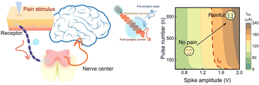 Graphical abstract: Stretchable and neuromorphic transistors for pain perception and sensitization emulation