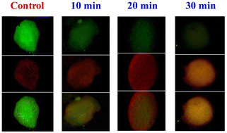 Graphical abstract: Functionalized manganese iron oxide nanoparticles: a dual potential magneto-chemotherapeutic cargo in a 3D breast cancer model