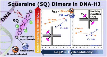 Graphical abstract: Effect of hydrophilicity-imparting substituents on exciton delocalization in squaraine dye aggregates covalently templated to DNA Holliday junctions