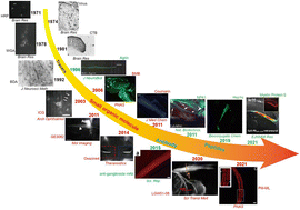 Graphical abstract: Fluorescence imaging of peripheral nerve function and structure