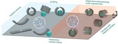 Graphical abstract: Minimally designed thermo-magnetic dual responsive soft robots for complex applications