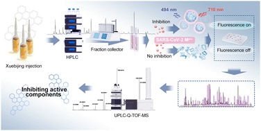 Graphical abstract: A SARS-CoV-2 Mpro fluorescent sensor for exploring pharmacodynamic substances from traditional Chinese medicine