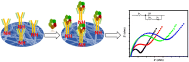 Graphical abstract: Ultrasensitive electrochemical immunosensor for the detection of C-reactive protein antigen