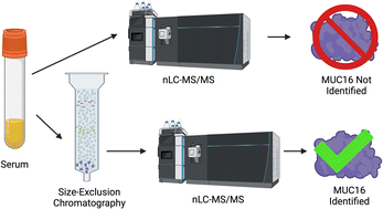 Graphical abstract: Immunoaffinity-free chromatographic purification of ovarian cancer biomarker CA125 (MUC16) from blood serum enables mass spectrometry characterization