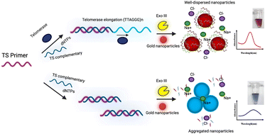 Graphical abstract: A simple colorimetric detection of telomerase exploiting specific cleavage of exonuclease III coupled with telomeric DNA controlled aggregation of nanogold