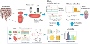 Graphical abstract: Elastic scattering spectrum fused with Raman spectrum for rapid classification of colorectal cancer tissues