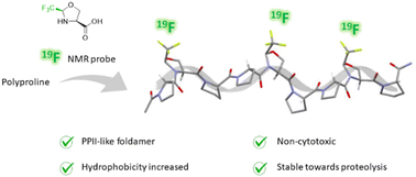 Graphical abstract: Incorporation of CF3-pseudoprolines into polyproline type II foldamers confers promising biophysical features