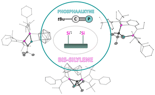 Graphical abstract: Reactivities of phosphaalkynes towards diverse bis-silylenes