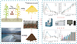 Graphical abstract: Straw mineralization and carbon dioxide emissions in soils with different salinity levels