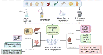 Graphical abstract: Anti-hyperuricemia bioactive peptides: a review on obtaining, activity, and mechanism of action