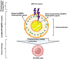 Graphical abstract: Co-delivery of berberine and gold nanoparticles on liposomes for photodynamic therapy against 3D lung cancer cells