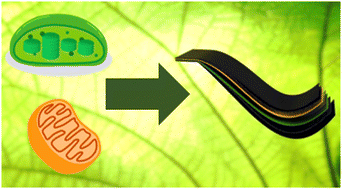 Graphical abstract: Eco-friendly, sustainable, and safe energy storage: a nature-inspired materials paradigm shift