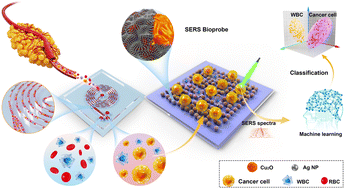 Graphical abstract: Precise diagnosis of tumor cells and hemocytes using ultrasensitive, stable, selective cuprous oxide composite SERS bioprobes assisted with high-efficiency separation microfluidic chips