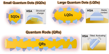 Graphical abstract: Protein corona formation on different-shaped CdSe/CdS semiconductor nanocrystals