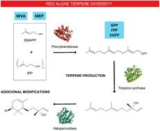 Graphical abstract: The molecular complexity of terpene biosynthesis in red algae: current state and future perspectives