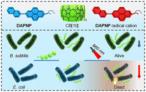Graphical abstract: A supramolecular diazapyrene radical assembly with NIR absorption for selective photothermal antibacterial activity