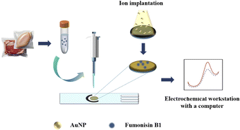 Graphical abstract: Development of an electrochemical sensor modified with gold nanoparticles for detecting fumonisin B1 in packaged foods