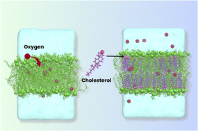 Graphical abstract: Cholesterol inhibits oxygen permeation through biological membranes: mechanism against double-bond peroxidation