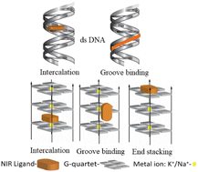 Graphical abstract: A rapid investigation of near-infrared (NIR) fluorescent switch-on probes for detection and in cellulo tracking of G-quadruplex and double-stranded DNA