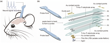 Graphical abstract: Multimodal integrated flexible neural probe for in situ monitoring of EEG and lactic acid