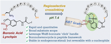 Graphical abstract: Harnessing a bis-electrophilic boronic acid lynchpin for azaborolo thiazolidine (ABT) grafting in cyclic peptides