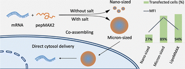 Graphical abstract: Direct cytosol delivery of mRNA by micron-sized co-assembly with designer oligopeptides