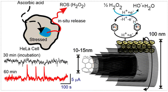 Graphical abstract: Benzene layer-aligned electrochemical transformation of SWCNTs to redox-active macro-walled CNTs: enabling oxygen interference-free monitoring of ROS release from HeLa cancer cells