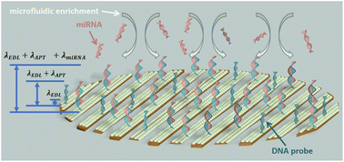 Graphical abstract: A microfluidic DNA sensor array for real-time screening of early-stage lung cancer by simultaneous detection of multiple miRNAs