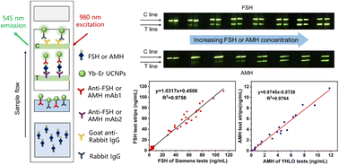 Graphical abstract: Upconversion fluorescence immunochromatographic assay for highly sensitive and rapid detection of ovarian function indicators: follicle-stimulating hormone and anti-Müllerian hormone
