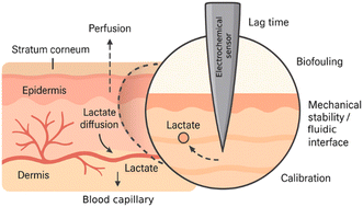 Graphical abstract: Critical perspectives on electrochemical biosensing strategies for non-invasive lactate detection in athletic performance monitoring