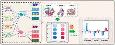 Graphical abstract: 2D-fluorescence sensor array for protein identification under various osmolyte and pH conditions
