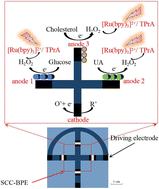 Graphical abstract: Construction of a shared-cathode closed bipolar electrode for type 2 diabetes mellitus preliminary screening