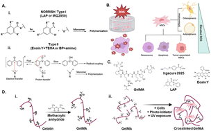 Graphical abstract: Design considerations for photoinitiator selection in cell-laden gelatin methacryloyl hydrogels