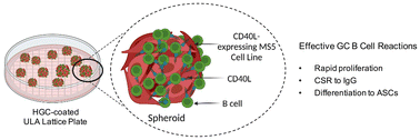 Graphical abstract: Ultra-low attachment surface enabling 3D co-culture of human B cells with CD40L-expressing stromal cells for in vitro mimicry of secondary lymphoid organs
