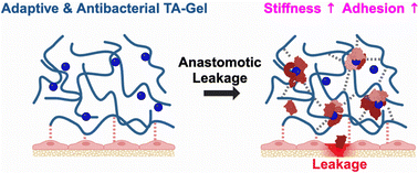 Graphical abstract: Tannin-bearing hydrogel adhesives with enhanced mechanical and adhesion strength in response to protein leakage
