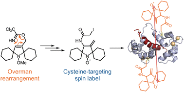 Graphical abstract: Sigmatropic rearrangement enables access to a highly stable spirocyclic nitroxide for protein spin labelling