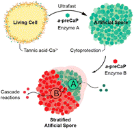 Graphical abstract: Ultrafast, cytocompatible mineralization of calcium phosphate in the formation of stratified nanoshells of artificial spores