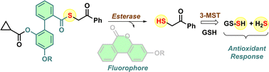 Graphical abstract: An esterase-sensitive persulfide/hydrogen sulfide generating fluorogenic probe enhances antioxidant response