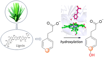 Graphical abstract: Hydroxylation mechanism of lignin-derived aromatic substrates catalyzed by plant P450 cinnamate 4-hydroxylase