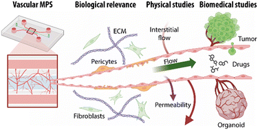 Graphical abstract: Vascular microphysiological systems (MPS): biologically relevant and potent models