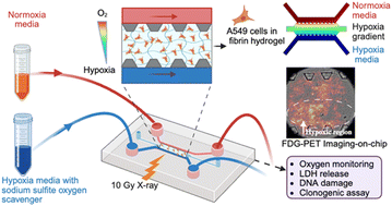 Graphical abstract: A lung tumor-on-a-chip model recapitulates the effect of hypoxia on radiotherapy response and FDG-PET imaging