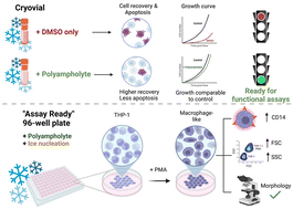 Graphical abstract: Cryopreservation and post-thaw differentiation of monocytes enabled by macromolecular cryoprotectants which restrict intracellular ice formation