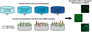 Graphical abstract: Unravelling the synergies: effects of hydrogel mechanics and biofunctionalization on mesenchymal stem cell osteogenic differentiation
